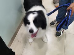 -宠福鑫康馨动物医院·骨科·眼科