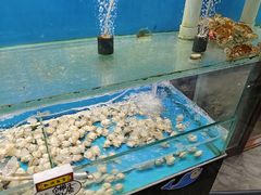 -高家烧鸽子烧烤店63年