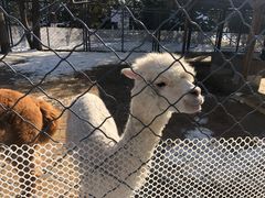 -长白岛森林公园