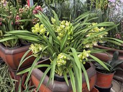 -龙大花卉苗木市场