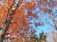 -白水寺森林公园