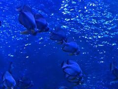 -芜湖新华联大白鲸海洋公园