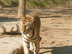 -上海野生动物园