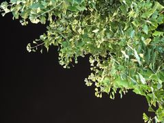 -典丽廊音乐餐厅(天津意大利风情旅游区店)
