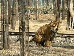 -秦皇岛野生动物园
