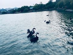 -五缘湾湿地公园