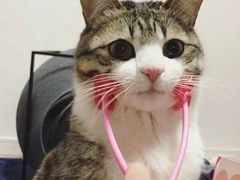 -桐园果汇(湖贝店)