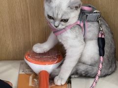 -瑞派长江宠物医院·猫科·外科·24小时夜护(谊城公寓分院)