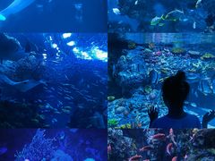 -海合安成都极地海洋公园