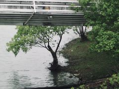 -贡湖湾湿地公园