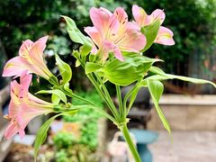 -T-COFFEE(长江花园店)