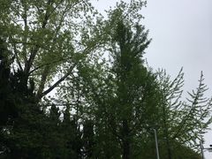 -嘉定紫藤园