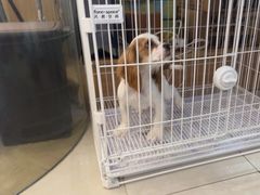 -翊宠yipet猫狗购宠庄园犬舍•猫舍