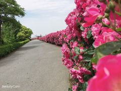 -上海滨江森林公园