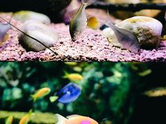 -上海海洋水族馆