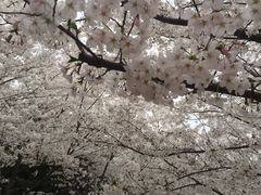 -樱花山风景区
