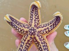 -巧克力渔家.小船海鲜家常菜(万平口店)