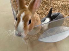 -喵宠乐园·撸猫互动·猫舍