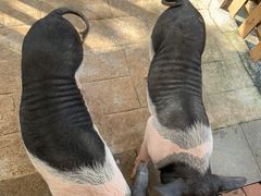 -海合安武汉极地海洋公园
