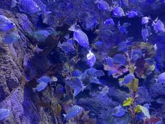 -太平洋海底世界