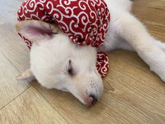 柴犬小屋·撸柴体验-柴犬小屋·柴餐厅·狗咖食堂(金鼎广场店)