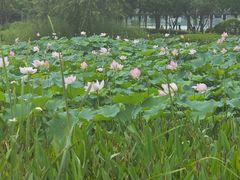 -金银湖国家城市湿地公园