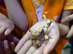 -上海大自然野生昆虫馆