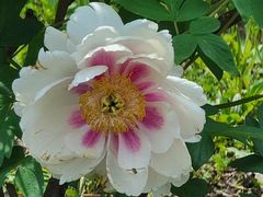 -黑龙江省森林植物园