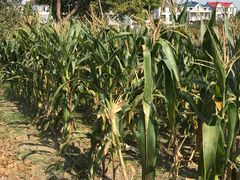 -南汇老顾农家乐采摘大团水蜜桃采摘店