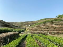 -龙坞茶村
