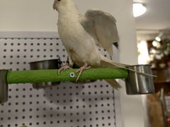-吉丁鸟咖·异宠·寄养