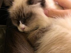 -猫色咖啡·猫咖