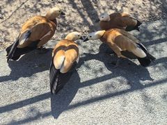 -新疆天山野生动物园