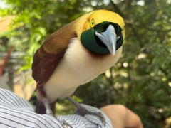 -新加坡飞禽公园