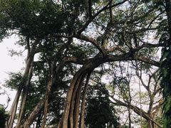 -瑞丽独树成林风景区