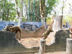 -深圳野生动物园
