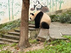 -中国大熊猫保护研究中心雅安碧峰峡基地