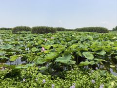 -洪湖生态旅游区