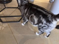 -藏猫猫咖啡主题馆(中央大道店)