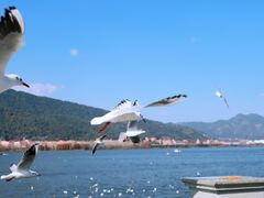 -海埂大坝