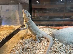 -酷以爬仙阁实体爬宠店·守宫·蜥蜴·专业繁育