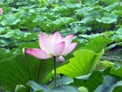 -紫竹院公园冰场