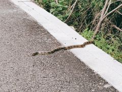 -老张烤羊(王哥庄店)