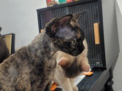 -琪喵猫屋·撸猫猫咖·猫舍