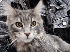 -安安宠医·臻爱宠物医院·宠保定点(营门口路分院)