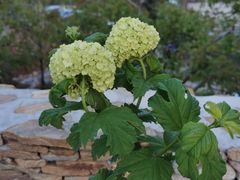 -梨木台悦来客农家院