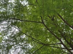 -云溪植物园