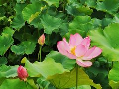 -洪湖家庭农场·团建·露营·会议