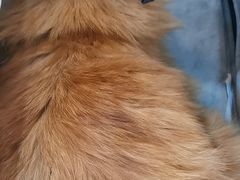-贝康宠物医院·犬猫全科·小动物特色诊疗中心(东环路店)