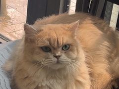 -琪喵猫屋·撸猫猫咖·猫舍